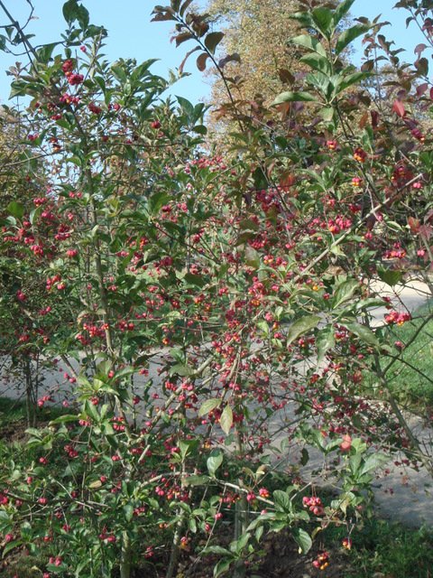 Euonymus europaeus automne